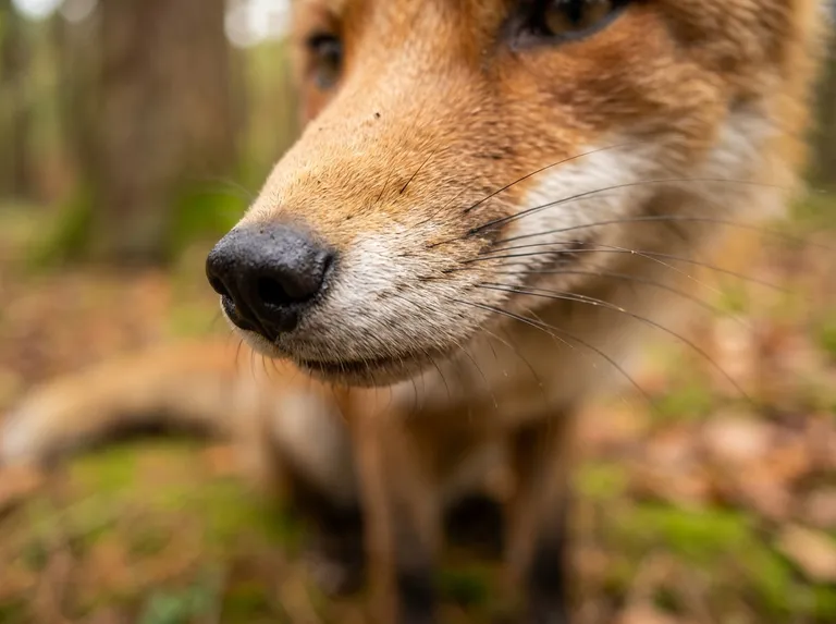 Macro Close-Up sample